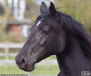 yapboz Siyah at başı